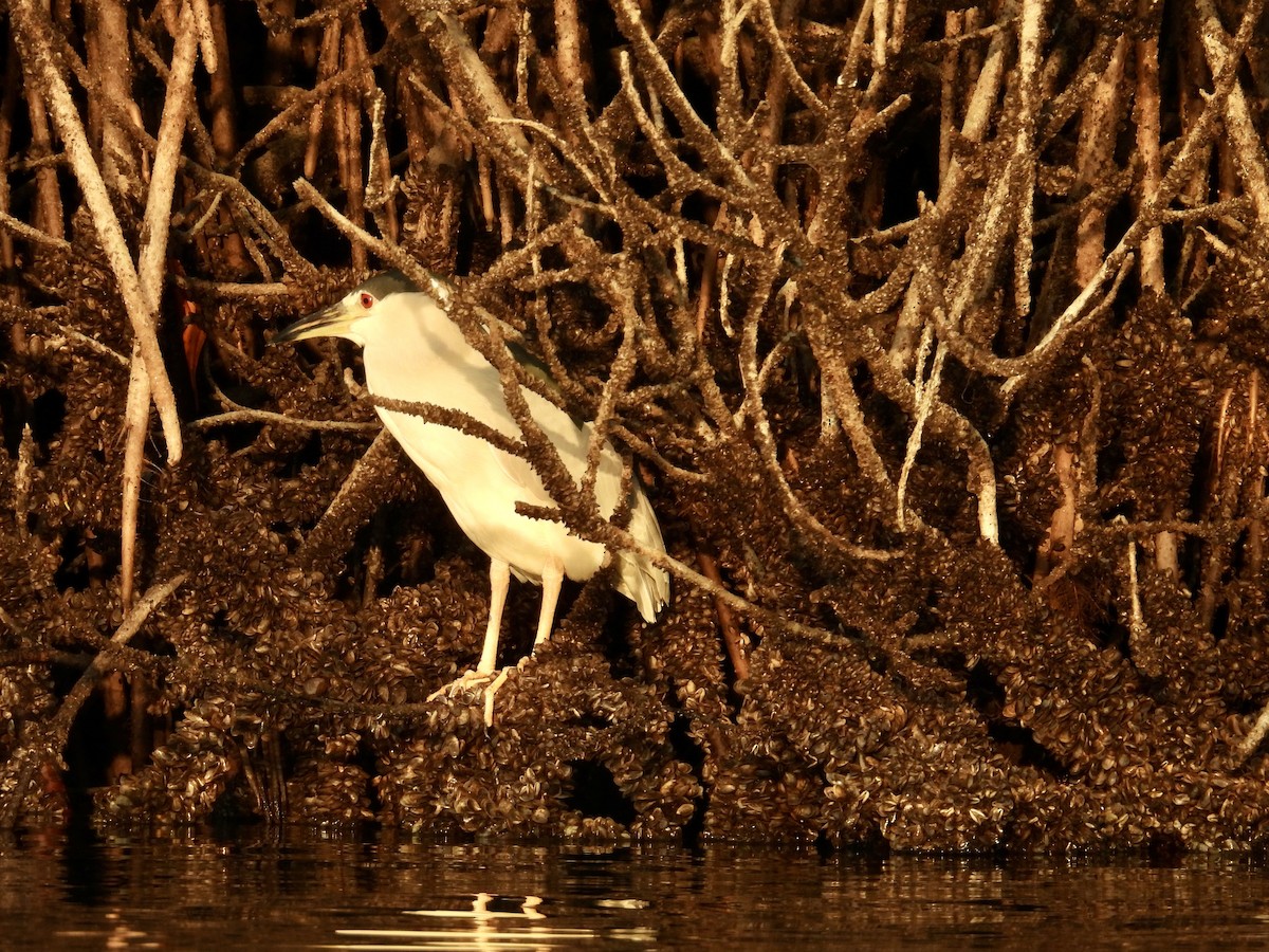 Black-crowned Night Heron - ML646862242