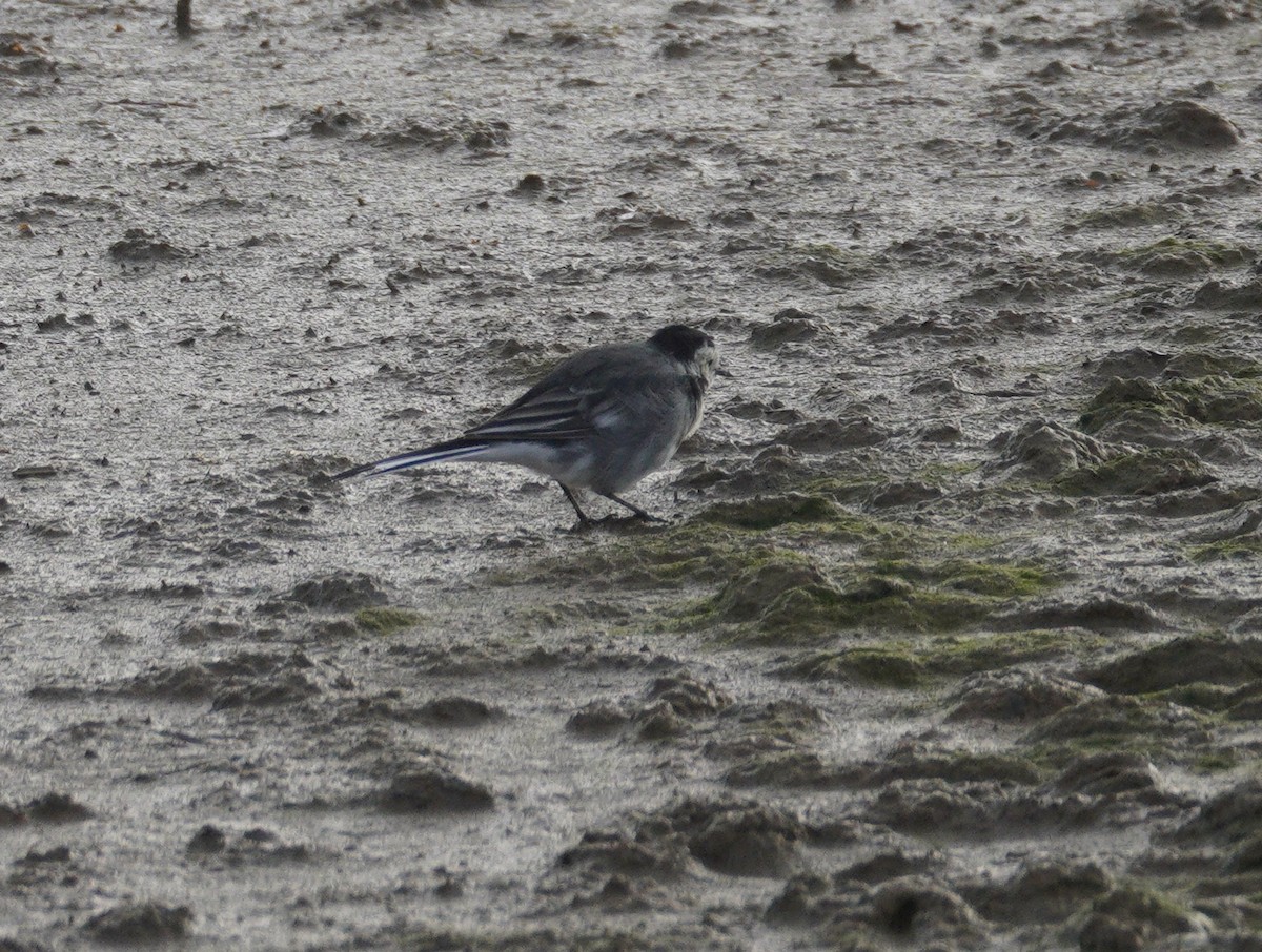 White Wagtail - ML646862243