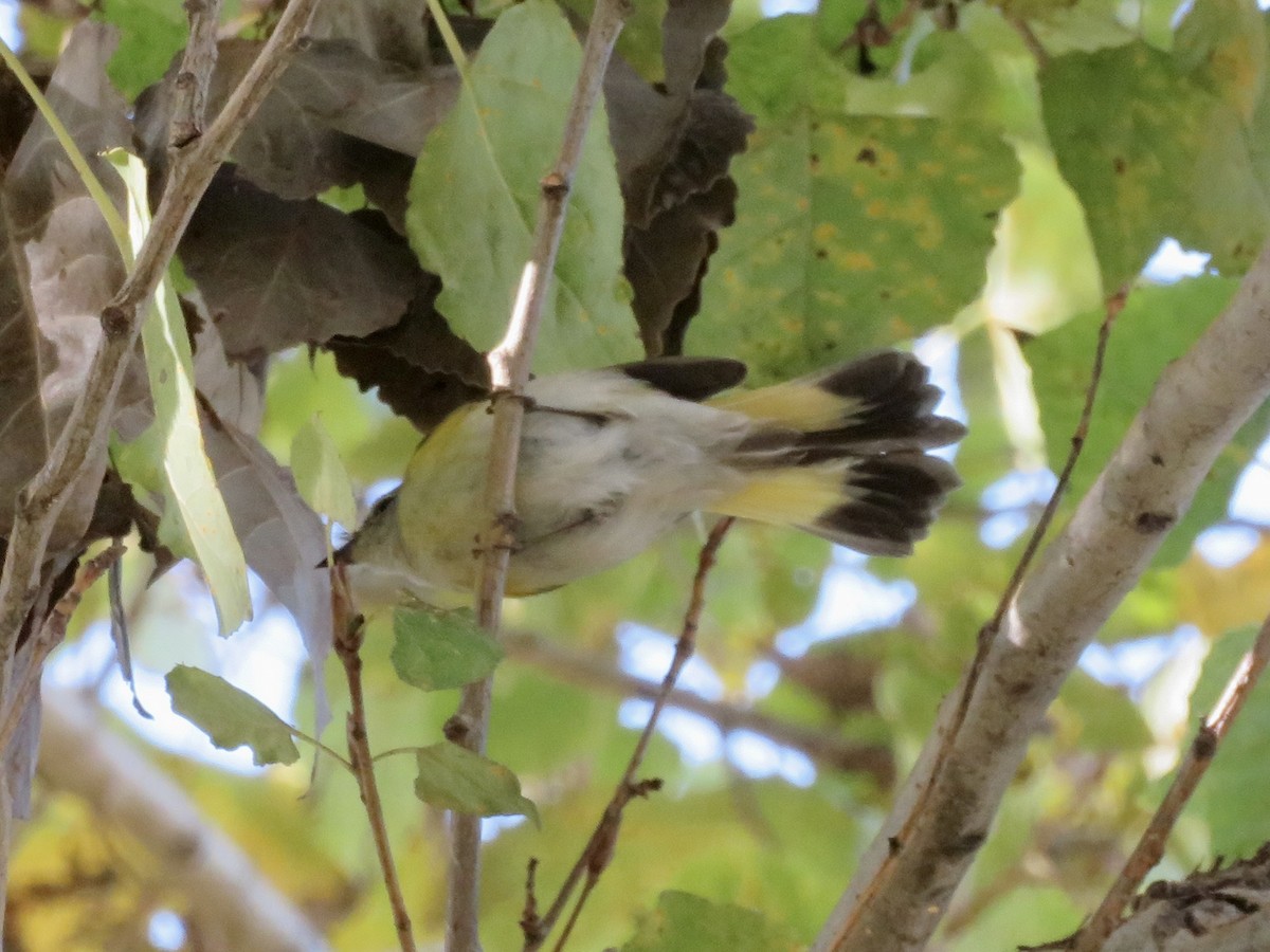 סבכון חכלילי - ML646862248
