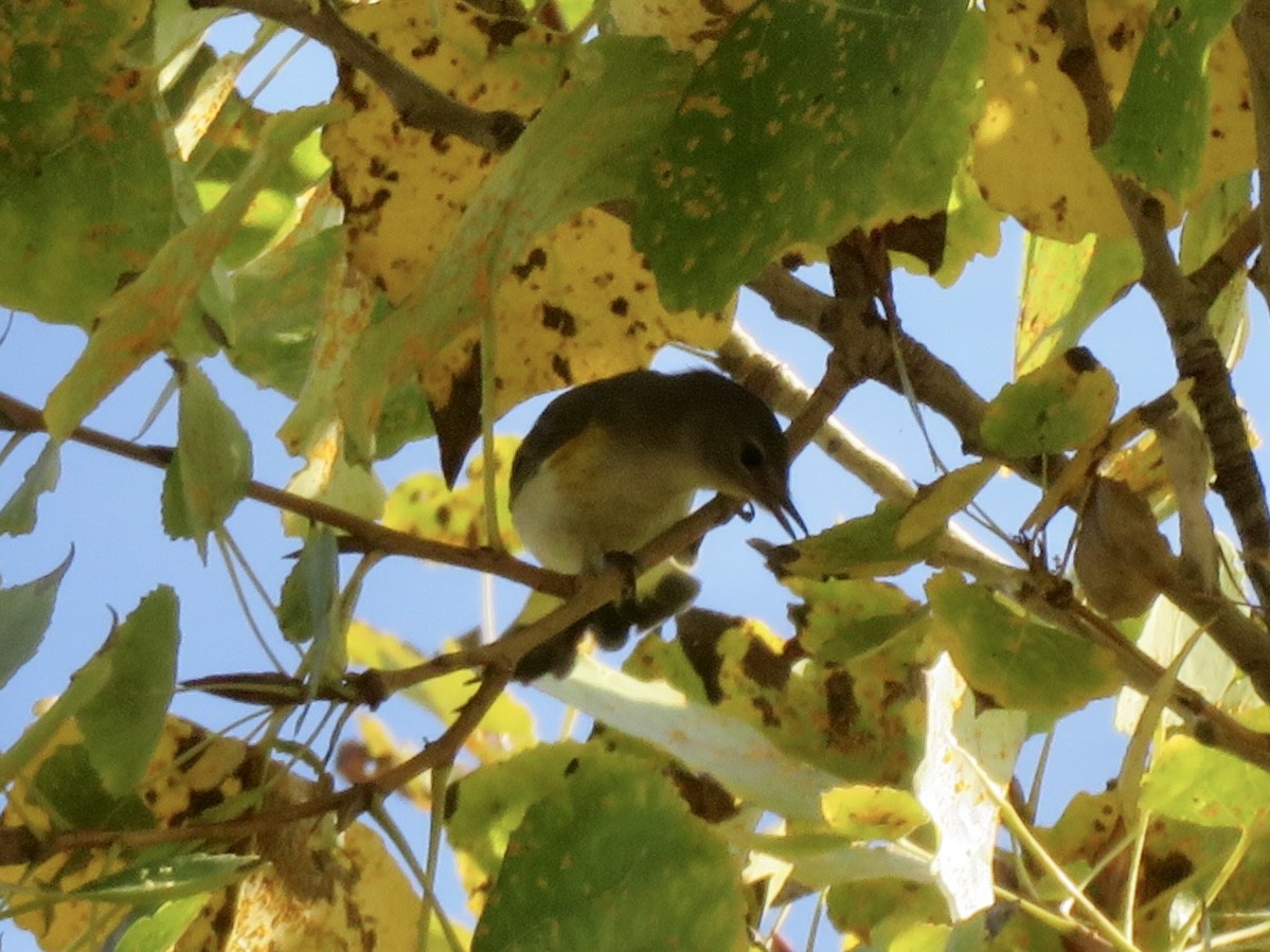 סבכון חכלילי - ML646862249