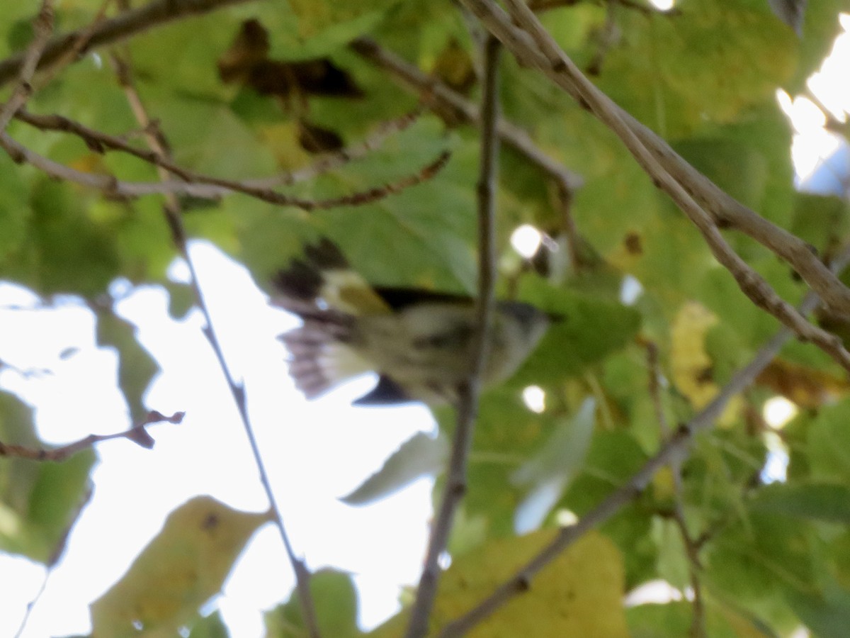 סבכון חכלילי - ML646862250