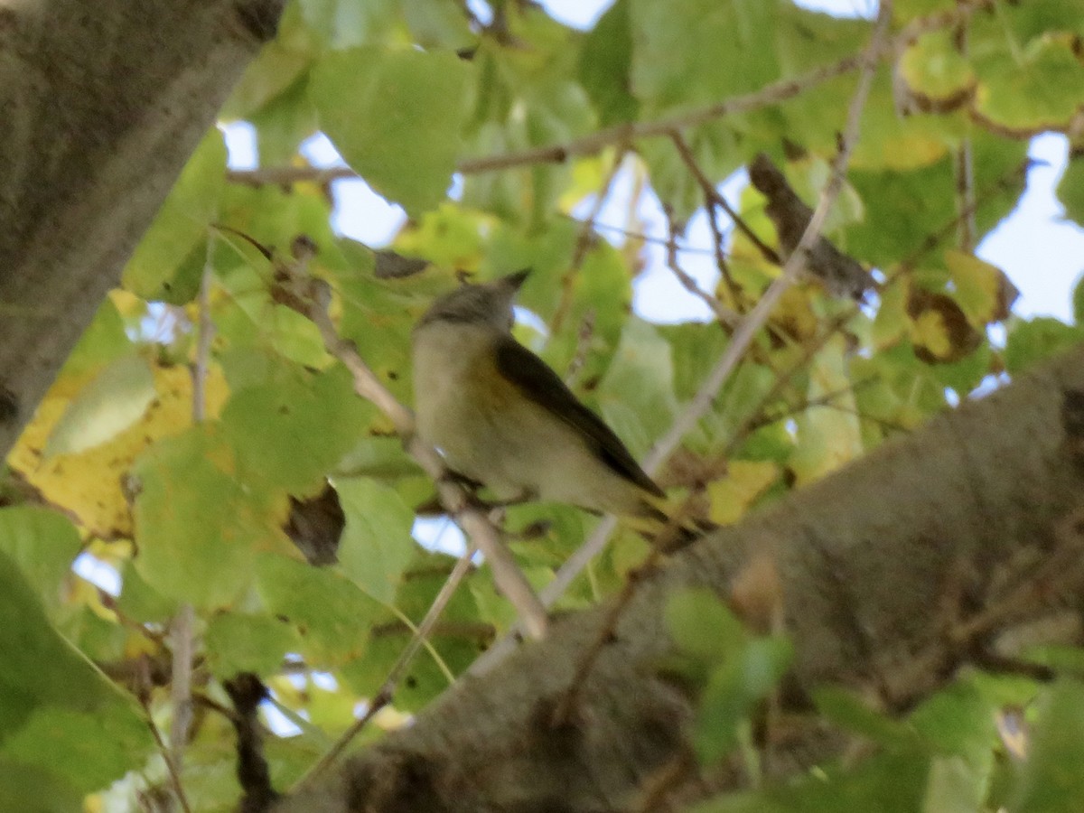 סבכון חכלילי - ML646862251