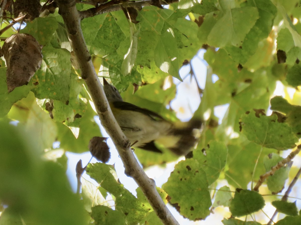 סבכון חכלילי - ML646862252