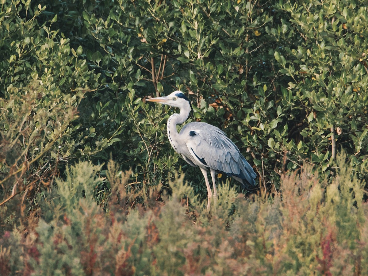 Airone cenerino - ML646862253