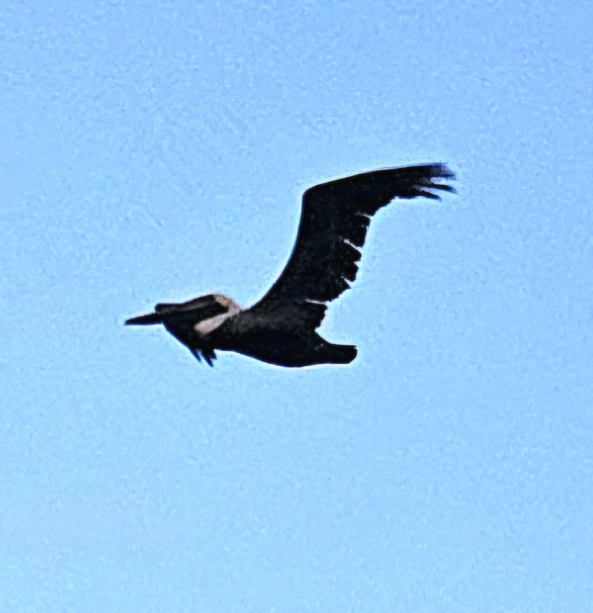 Brown Pelican - ML646862257