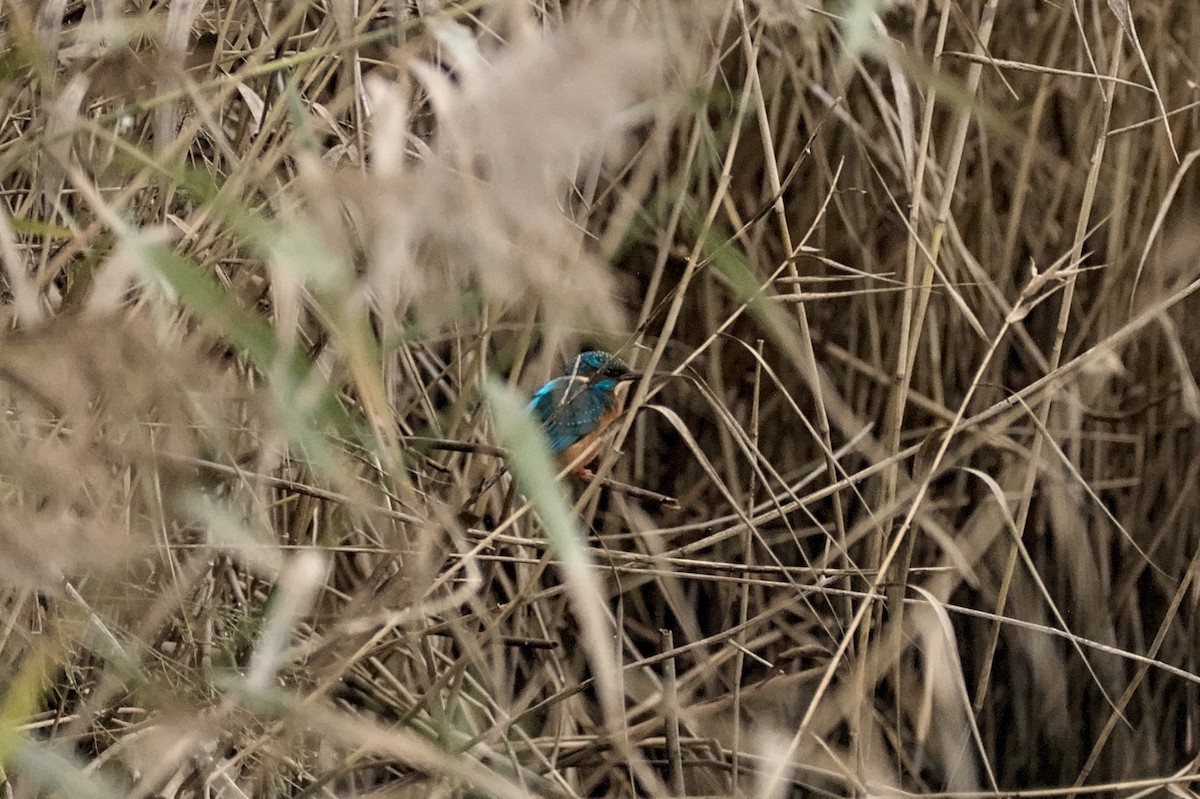 isfugl - ML646862258