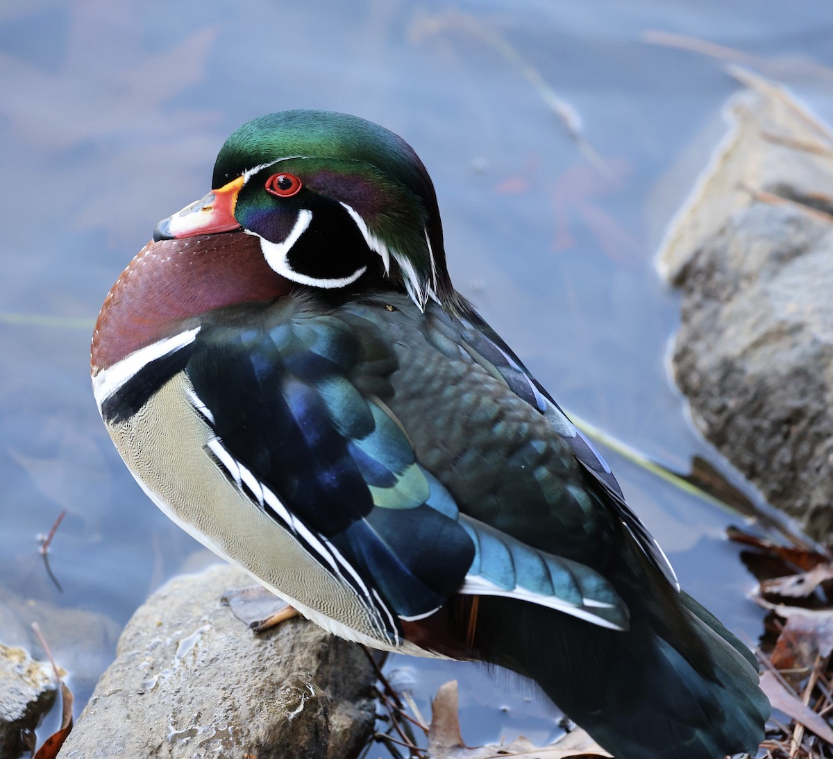 Каролінка - ML646862261