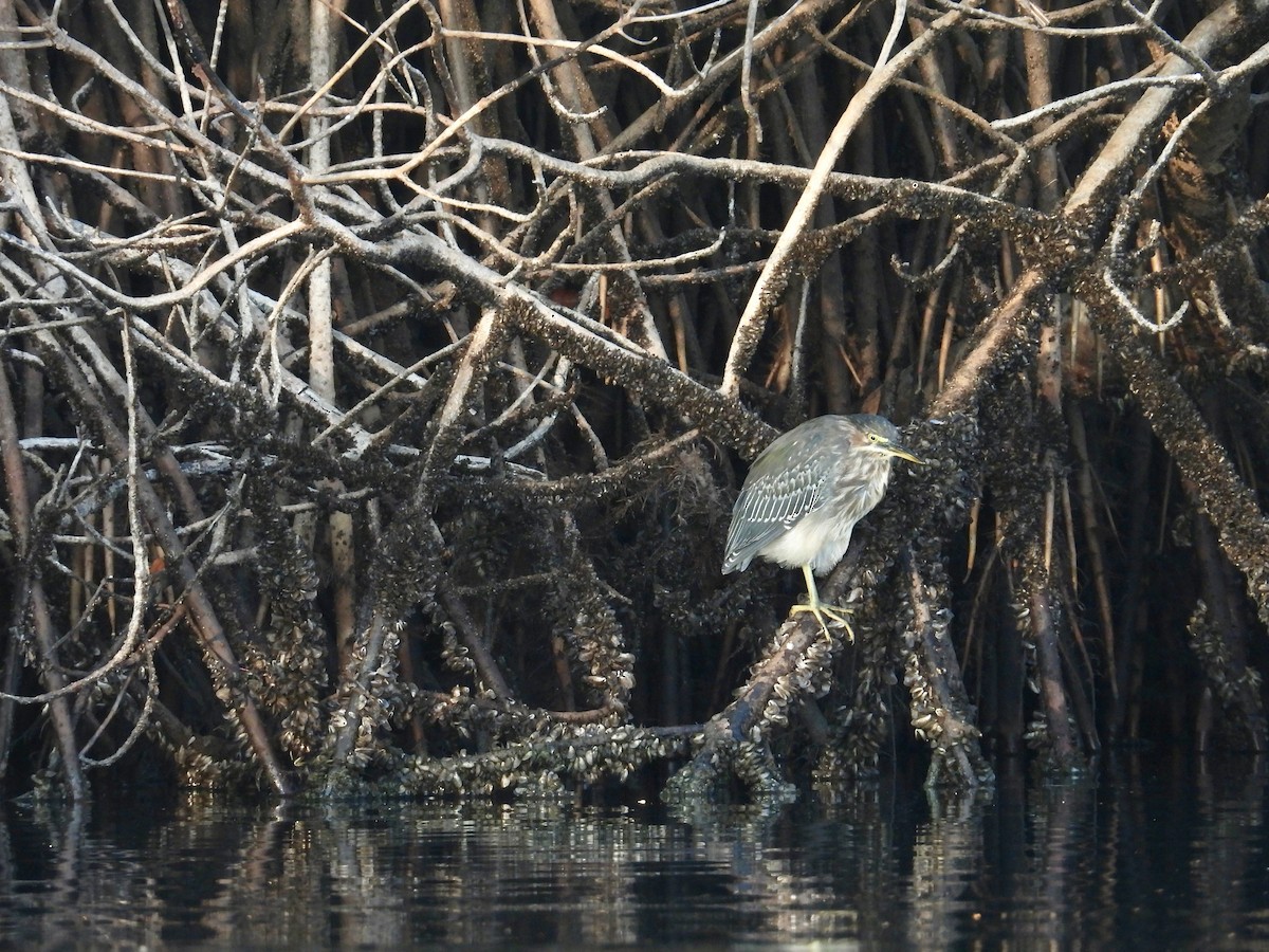 Yeşil Balıkçıl - ML646862262