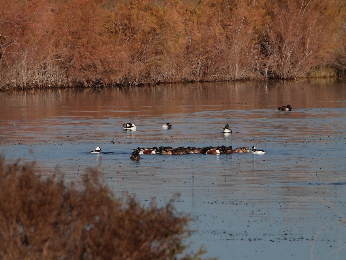 Bufflehead - ML646862267
