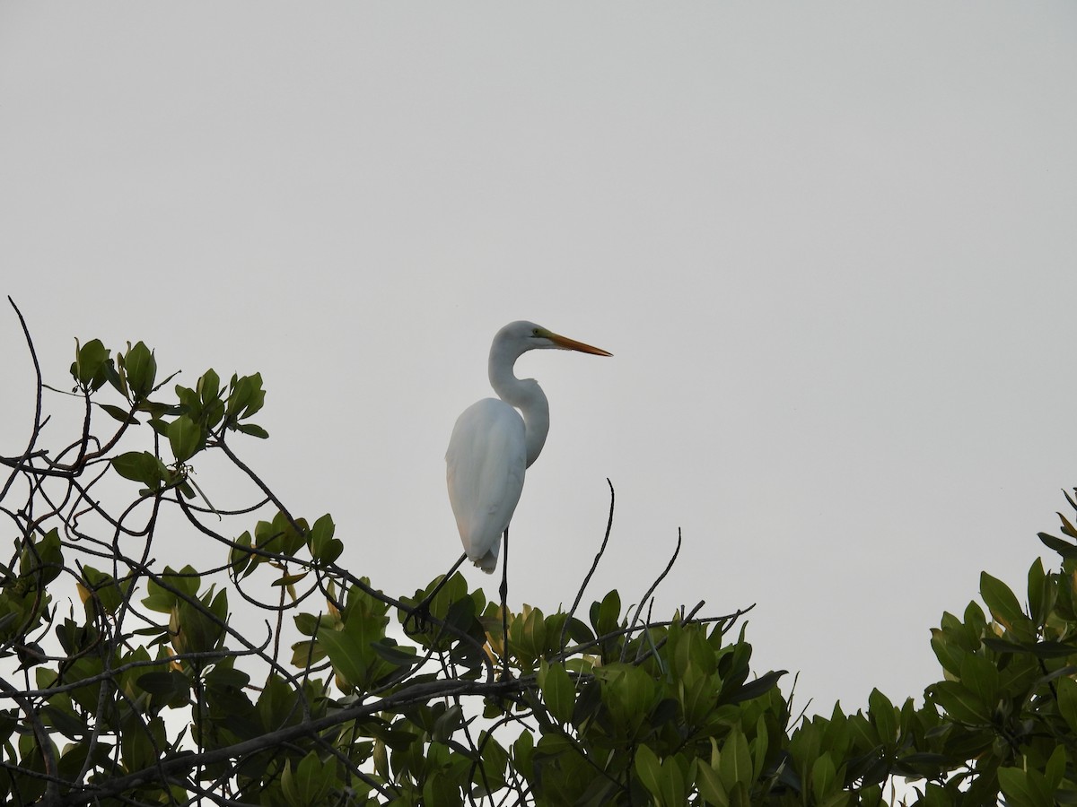 Great Egret - ML646862270