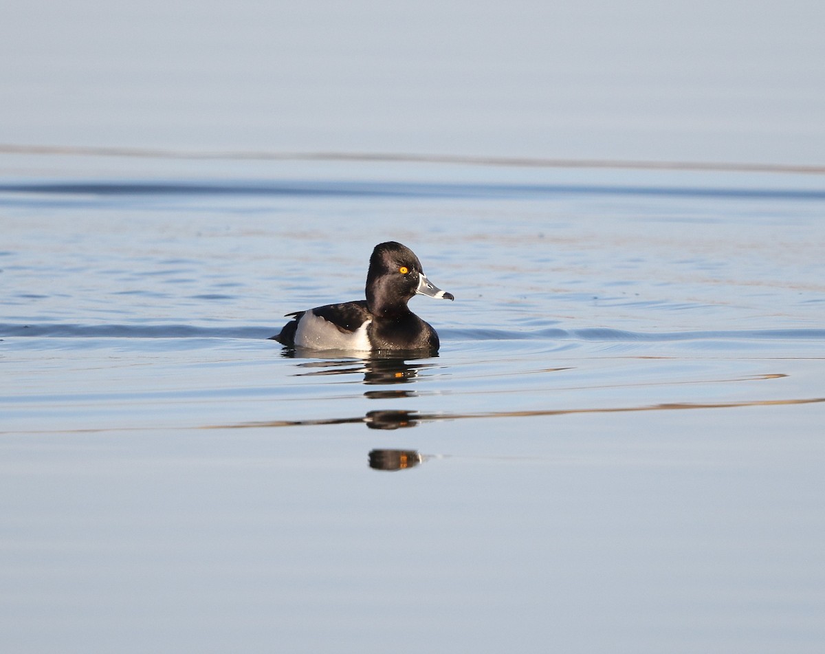 環頸潛鴨 - ML646862273