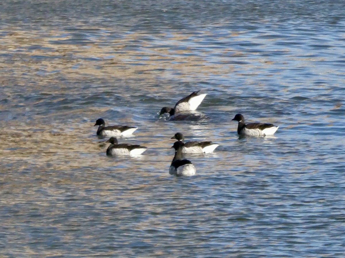 Казарка чорна - ML646862278