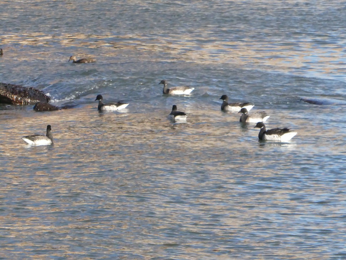 Казарка чорна - ML646862279