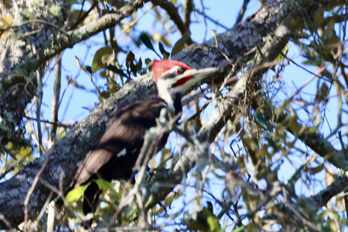datel chocholatý - ML646862281