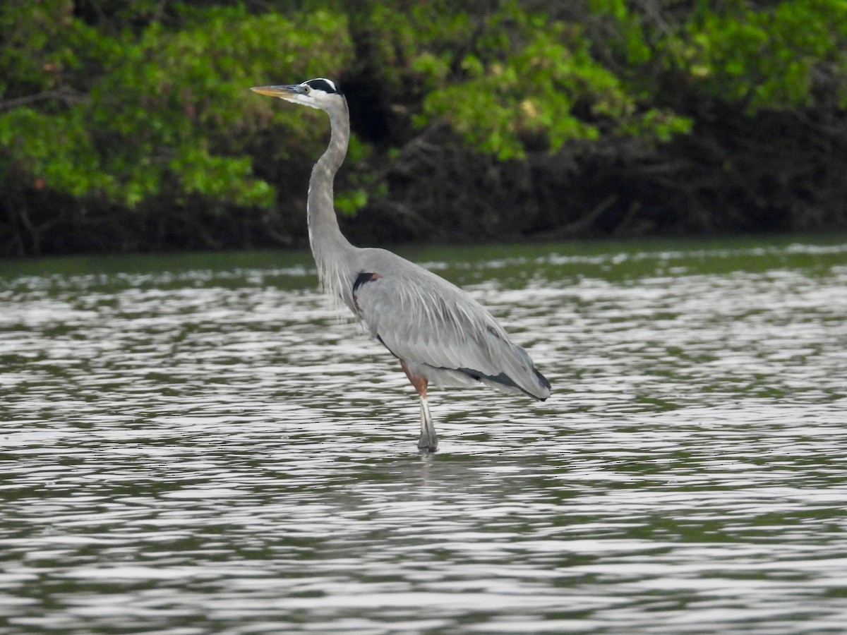 Great Blue Heron - ML646862283