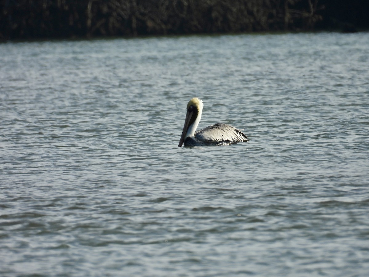 Brown Pelican - ML646862284
