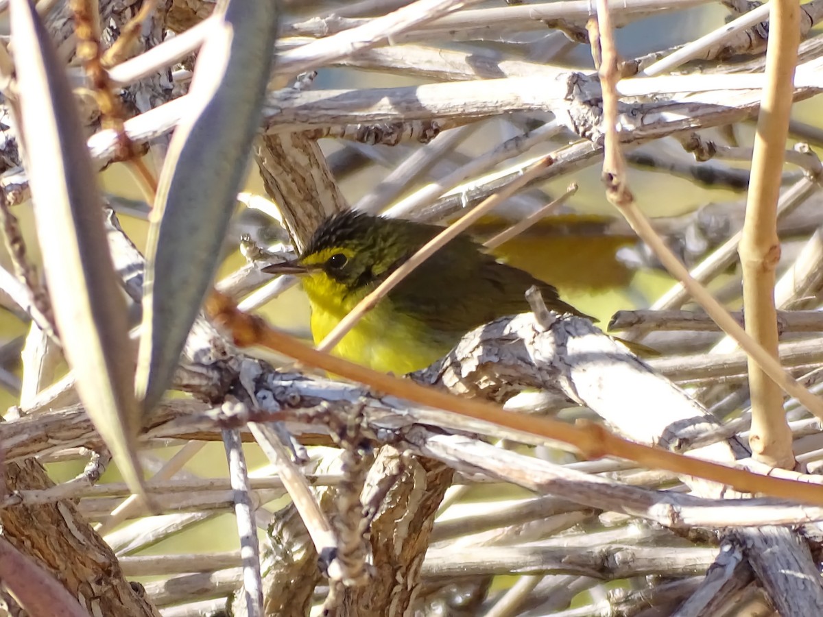 Цитринка жовтогорла - ML646862285