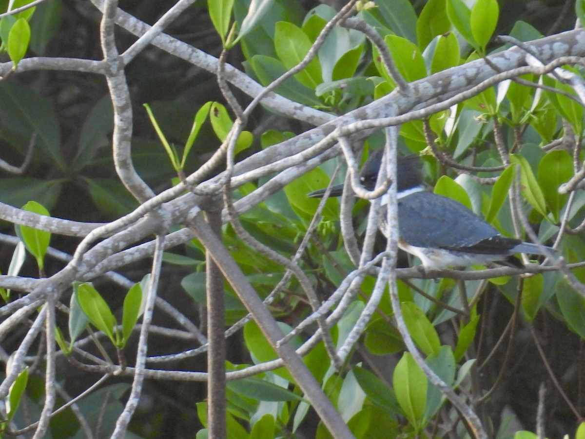 Belted Kingfisher - ML646862301
