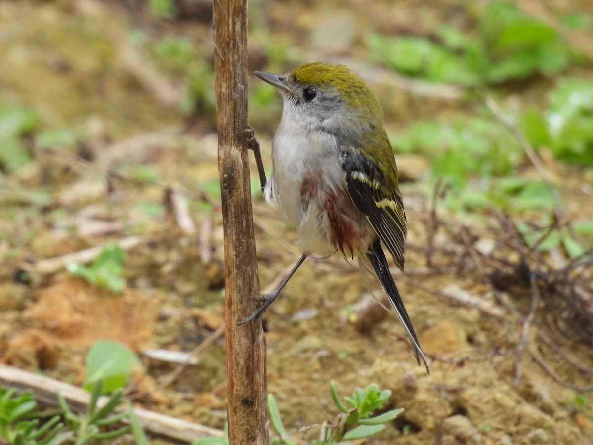 Пісняр-лісовик рудобокий - ML646862304