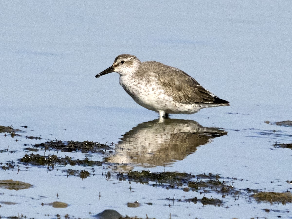 Red Knot - ML646862305