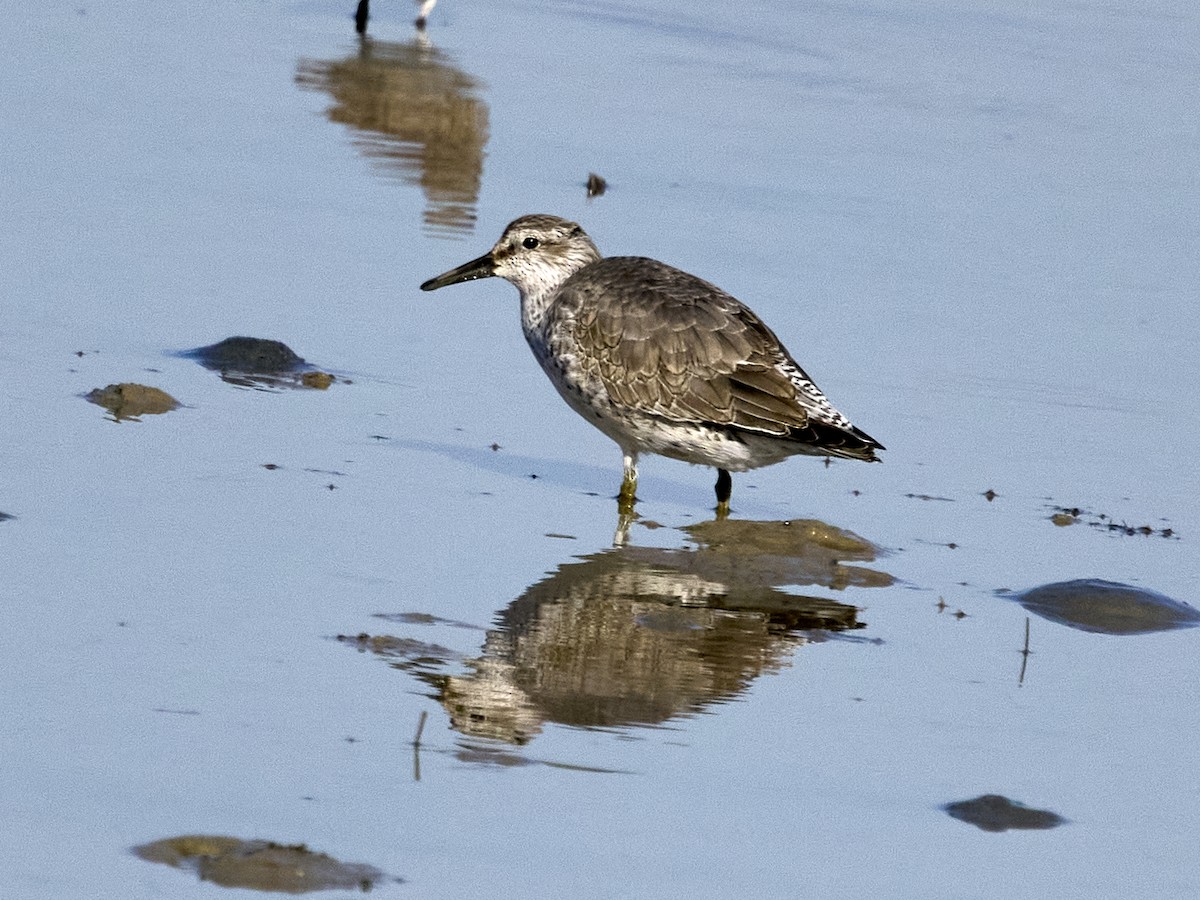 Red Knot - ML646862306