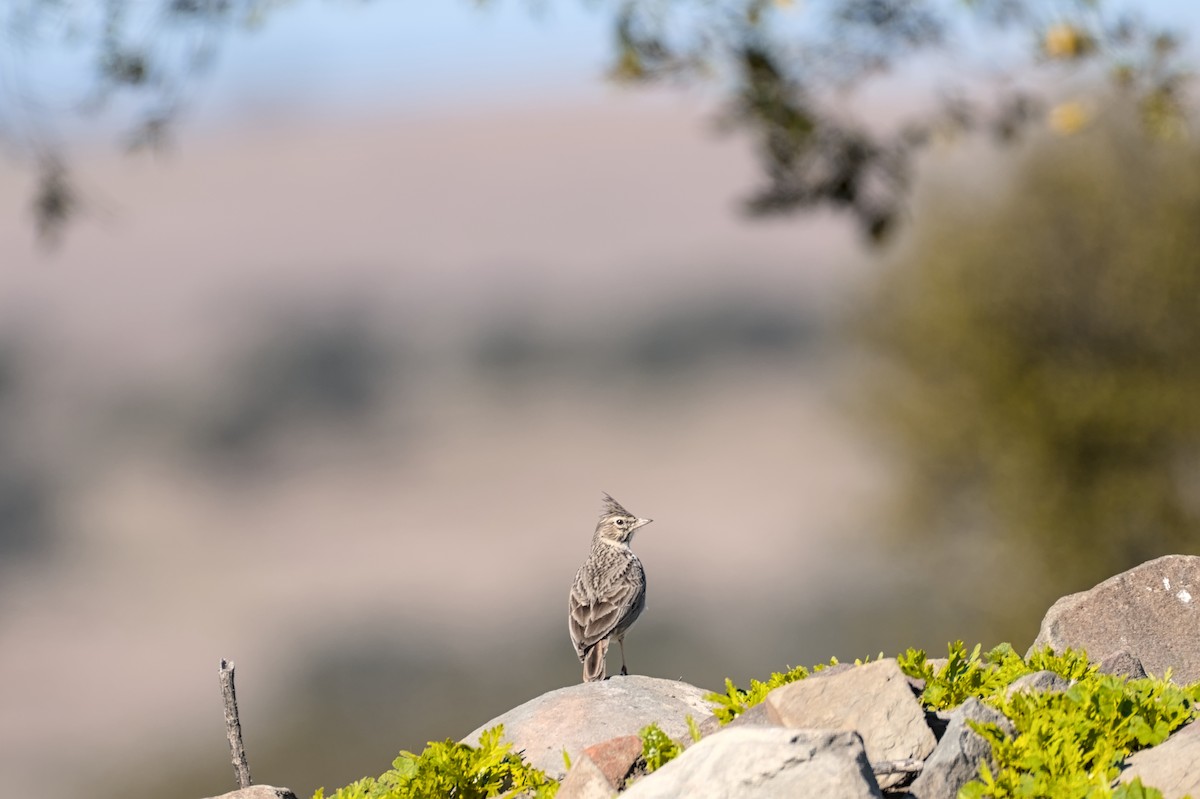 krattopplerke - ML646862308