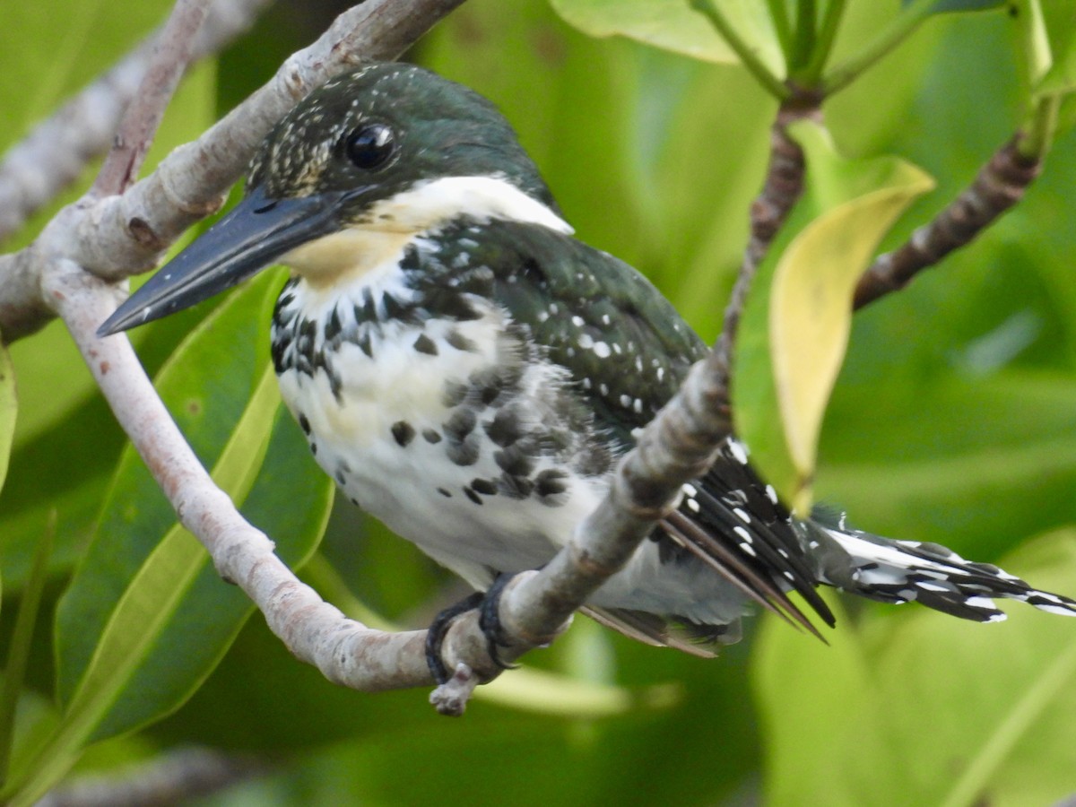 Green Kingfisher - ML646862310
