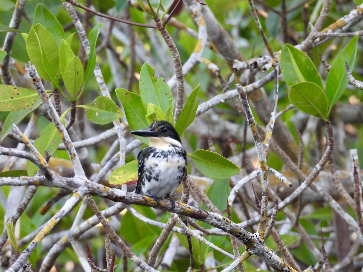 Green Kingfisher - ML646862311