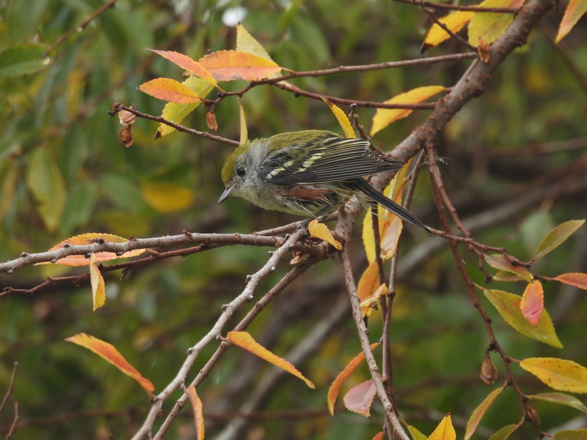 Пісняр-лісовик рудобокий - ML646862313