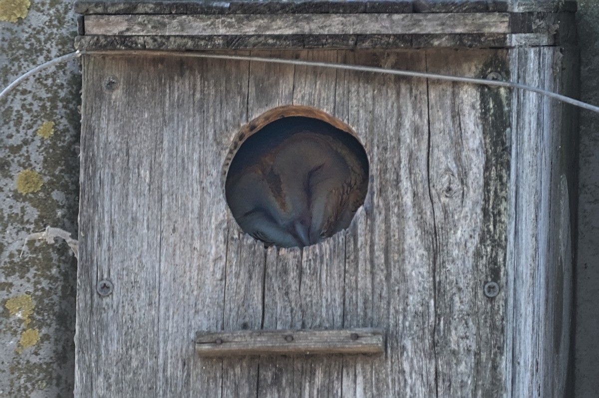 Western Barn Owl - ML646862317