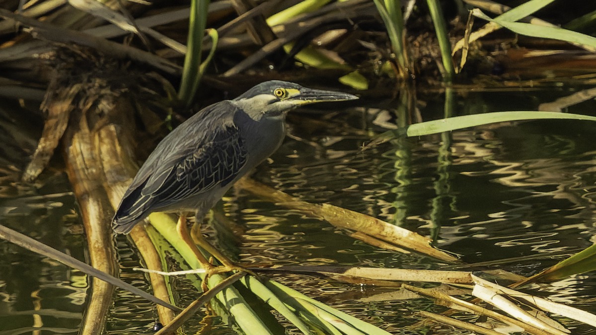 Чапля мангрова мала - ML646862319