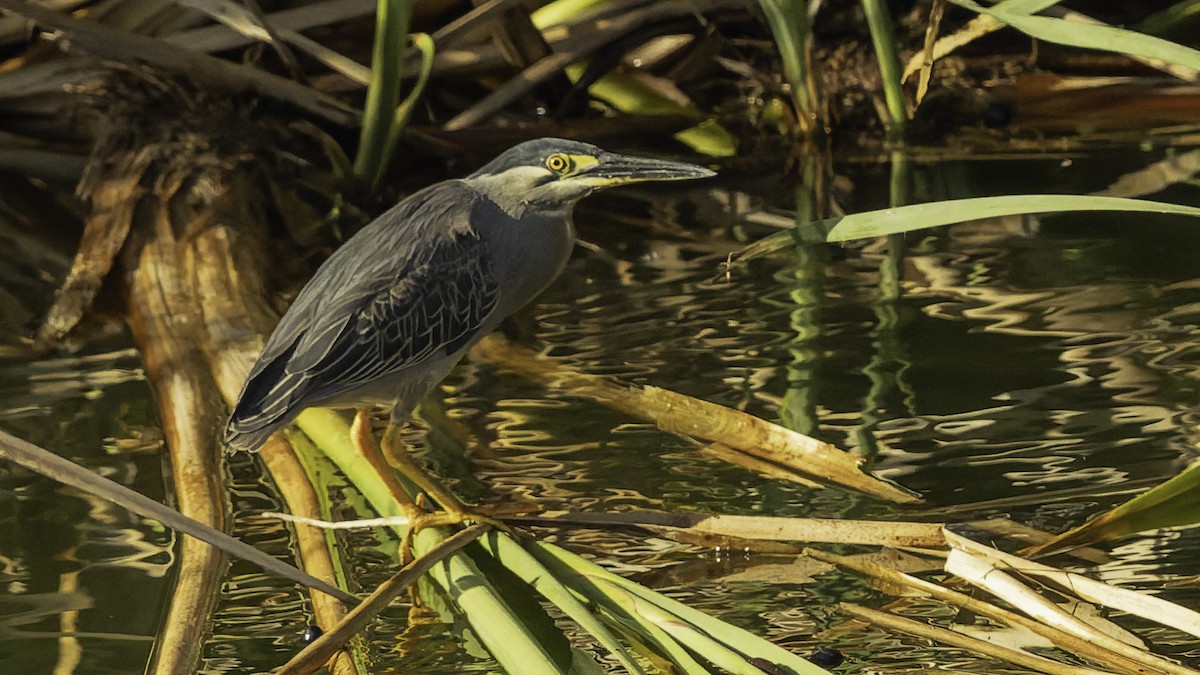 Чапля мангрова мала - ML646862320