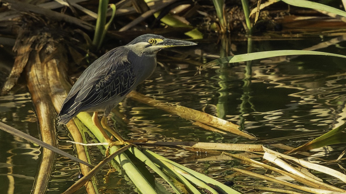 Чапля мангрова мала - ML646862321