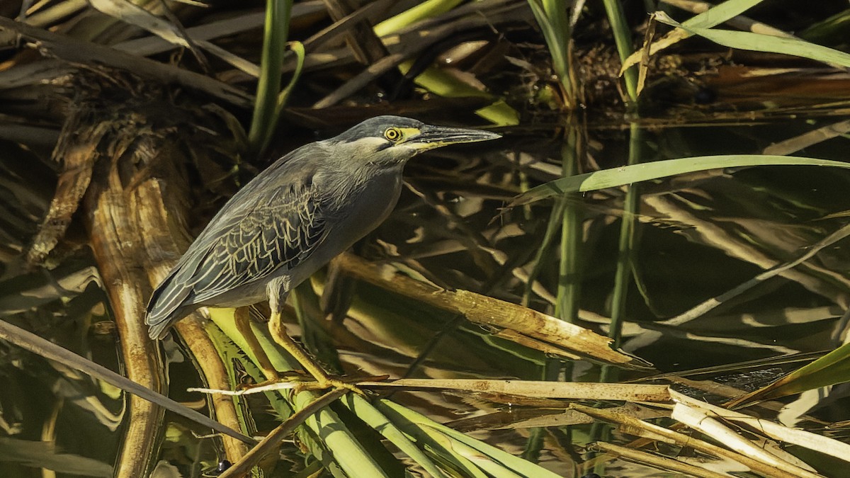 Чапля мангрова мала - ML646862322