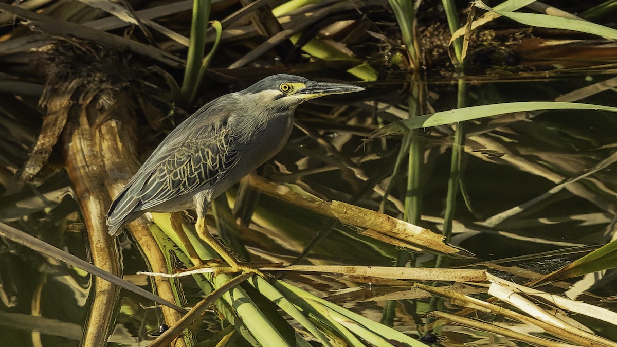 Чапля мангрова мала - ML646862323