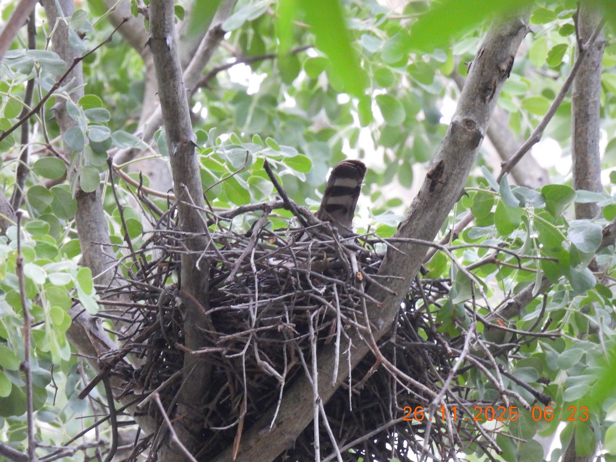 Яструб савановий - ML646862326