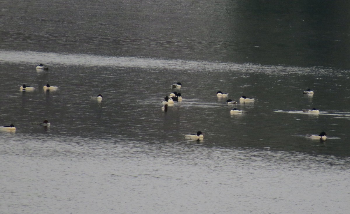 Крех великий - ML646862327