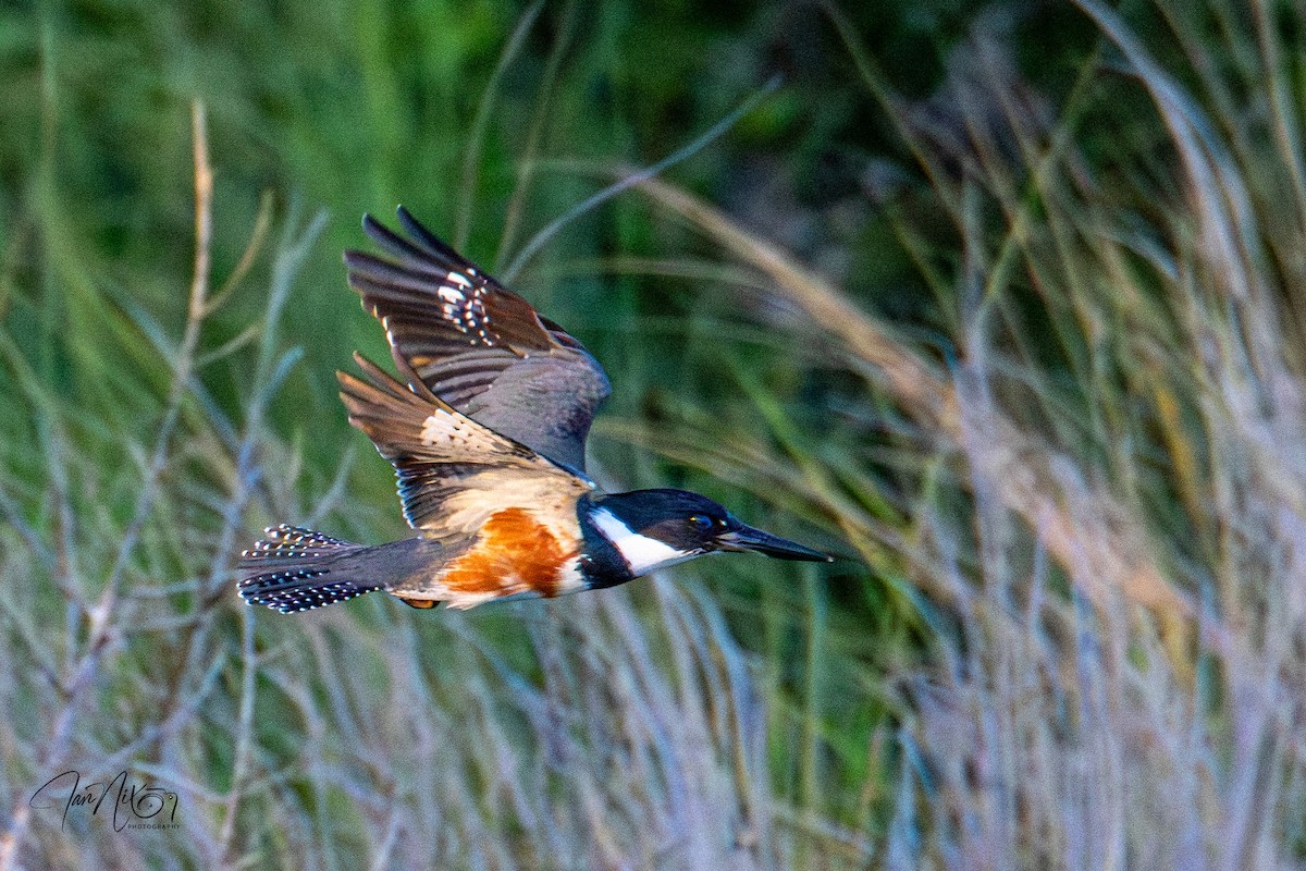 Рибалочка-чубань північний - ML646862328