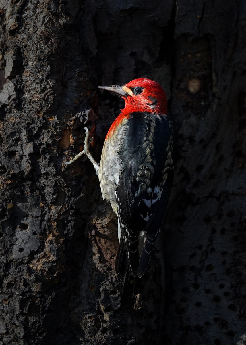 Дятел-смоктун червоноголовий - ML646862330