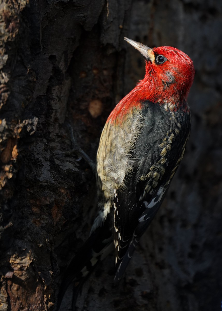 Дятел-смоктун червоноголовий - ML646862334