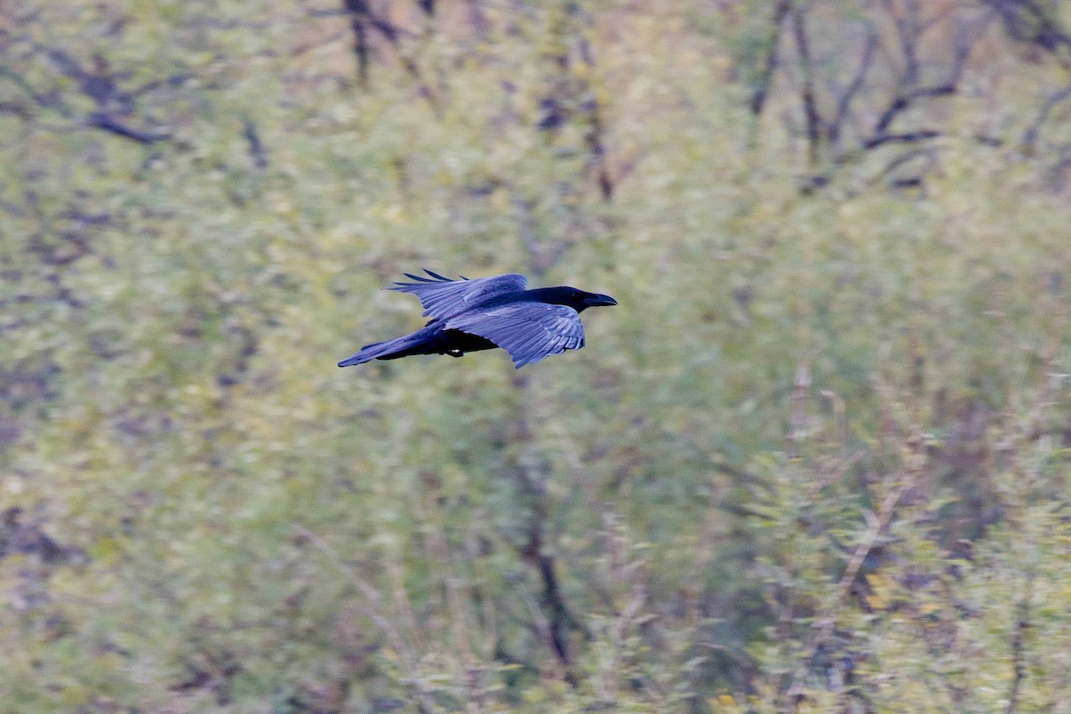 Крук звичайний - ML646862341