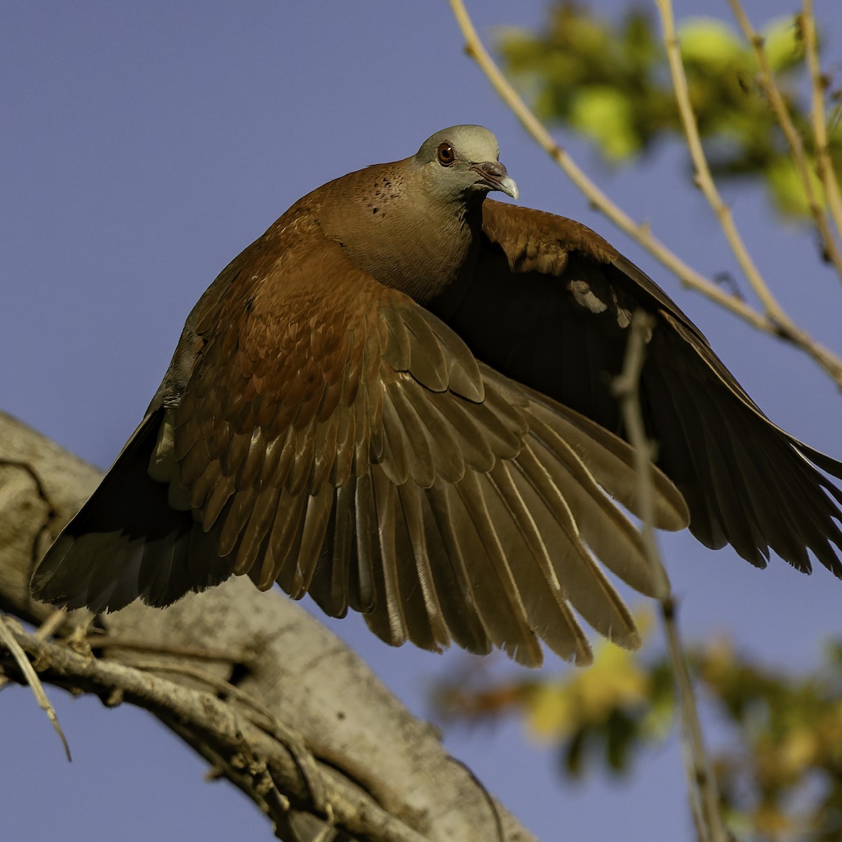 Горлиця мадагаскарська - ML646862342