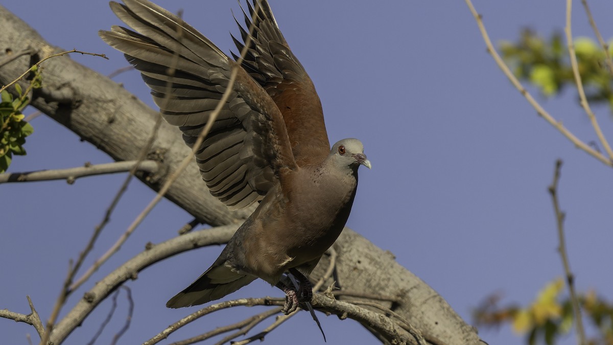 Горлиця мадагаскарська - ML646862343