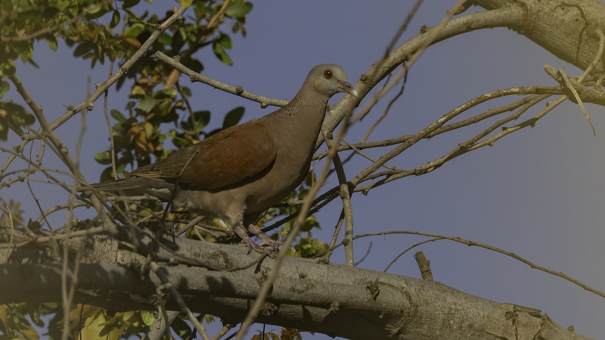 Горлиця мадагаскарська - ML646862344