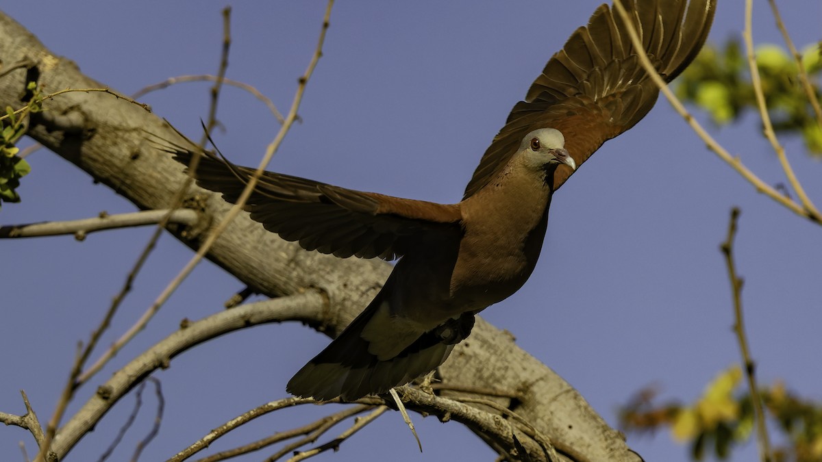 Горлиця мадагаскарська - ML646862345