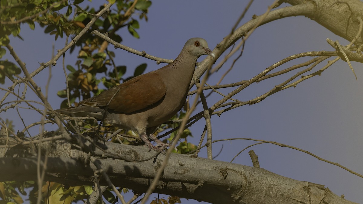 Горлиця мадагаскарська - ML646862346