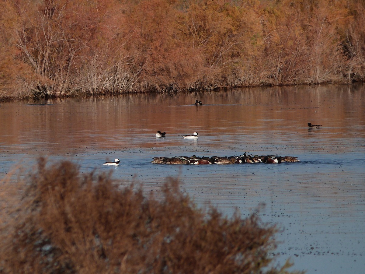 Гоголь малий - ML646862347