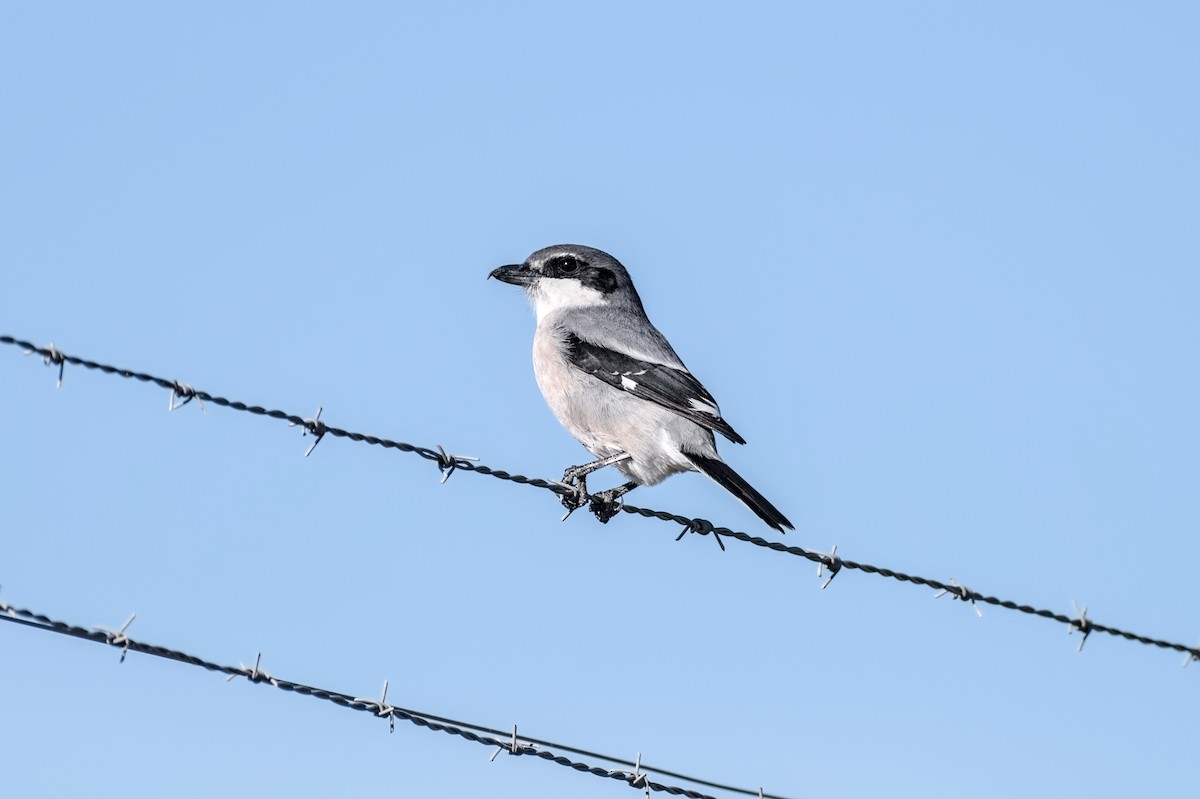 Сорокопуд південний - ML646862348