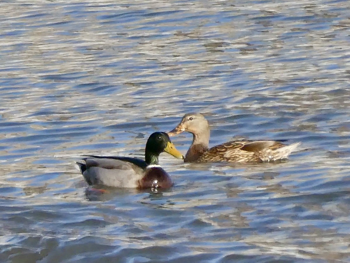 Крижень звичайний - ML646862349