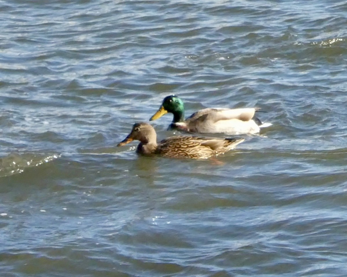 Крижень звичайний - ML646862350